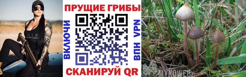наркотики  маркетплейс телеграм  Псилоцибиновые грибы прущие грибы  Белебей  omg сайт 